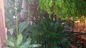 A variety of potted plants in a garden setting, including a prominent plant with variegated leaves. - Pousada Estresse Zero (Barreirinhas)