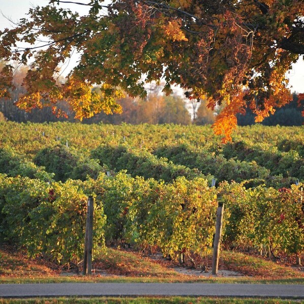 Un vignoble avec des rangées de vignes, des poteaux en bois et un ciel dégagé.