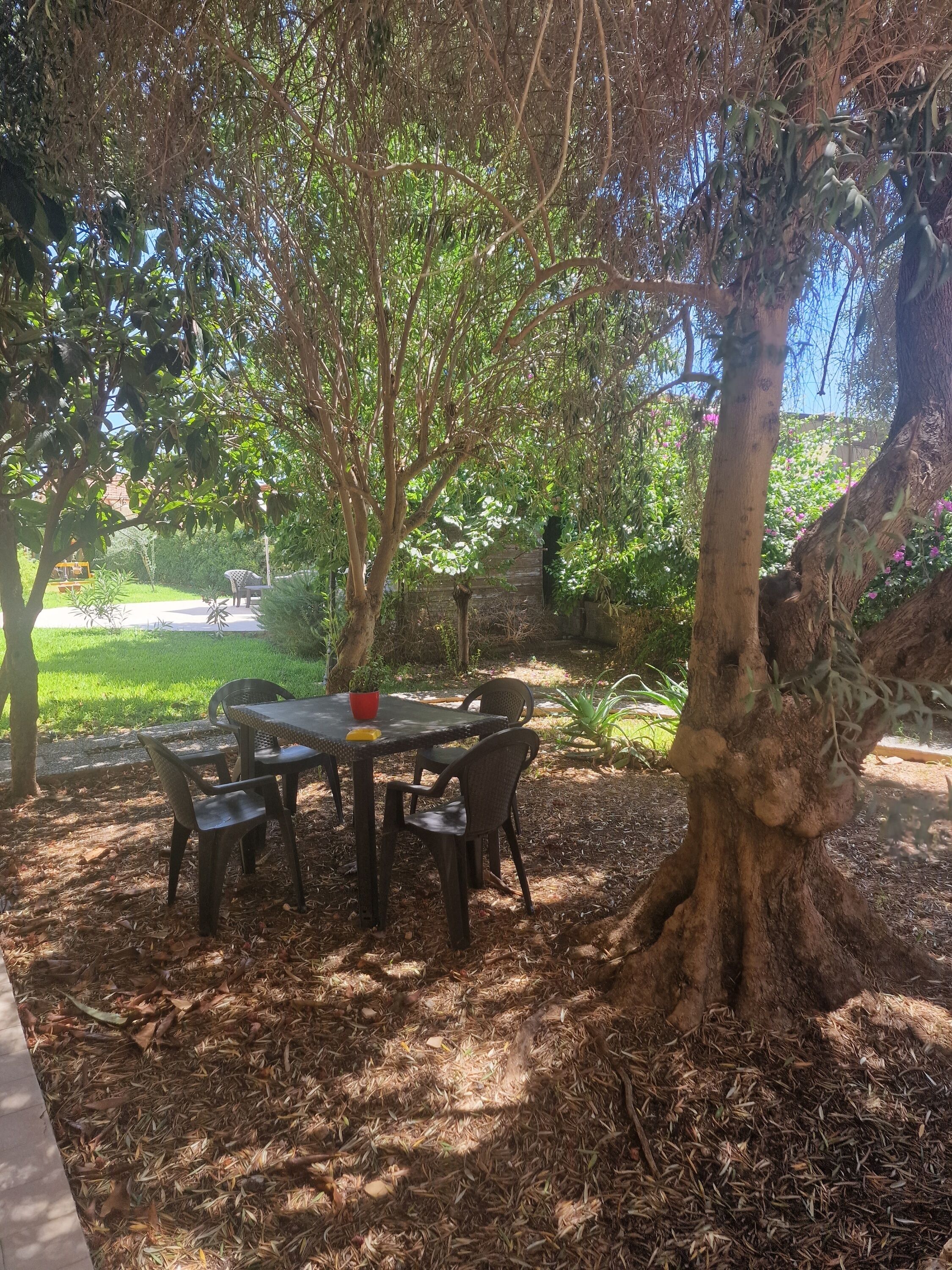 Un área de estar al aire libre con una mesa y sillas bajo un árbol grande, rodeada de vegetación y con vista a un edificio al fondo.