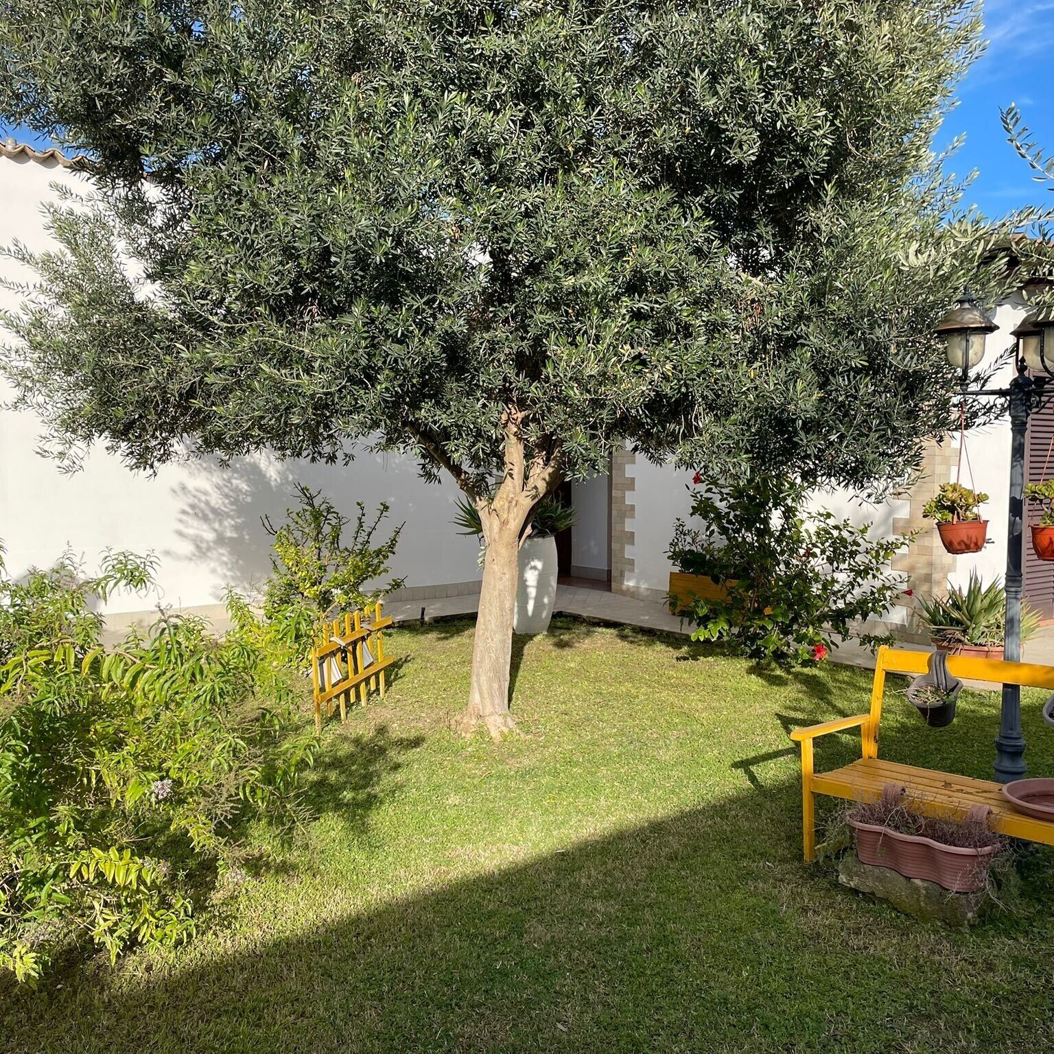 A courtyard with a large tree, a bench, and potted plants.