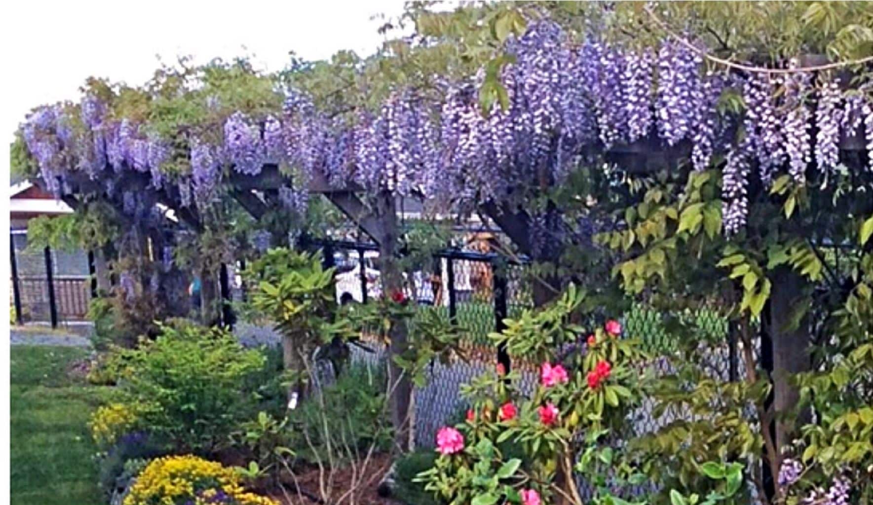 A garden with a pergola covered in purple flowers, surrounded by various plants and shrubs.