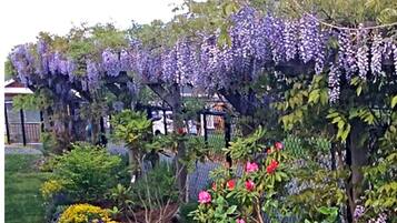 A garden with a pergola covered in purple flowers, surrounded by various plants and shrubs.
