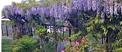 A garden with a pergola covered in purple flowers, surrounded by various plants and shrubs.