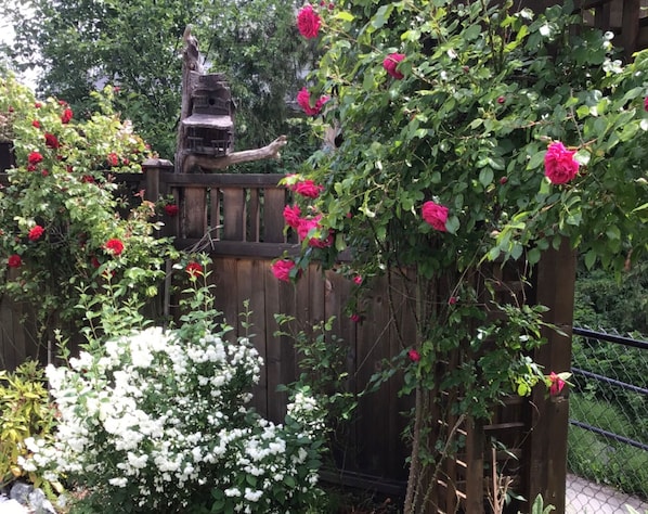 Stroll through a serene garden filled with vibrant roses and white blossoms, surrounded by a, enclosed space.
