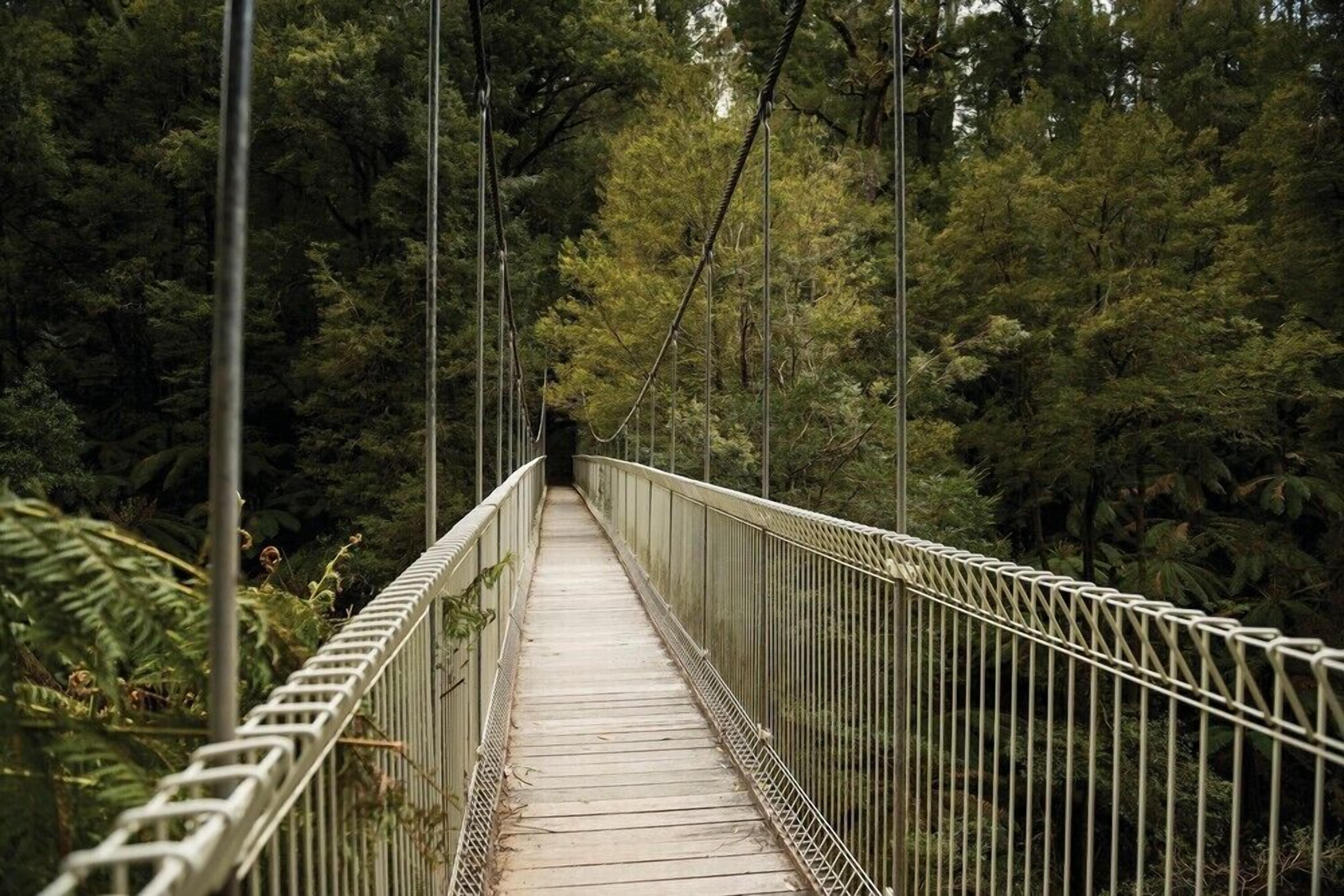 Un puente colgante rodeado de un bosque frondoso.