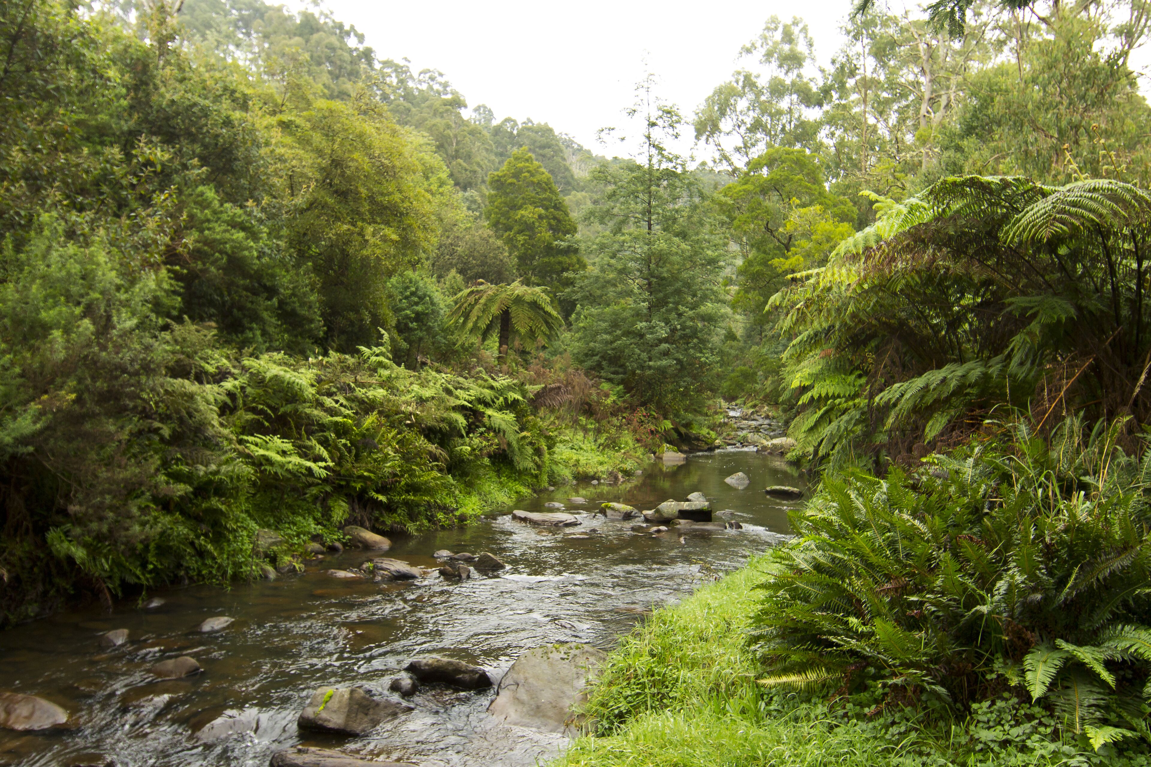 Un río serpentea por una zona boscosa con vegetación densa y rocas a lo largo de las orillas.
