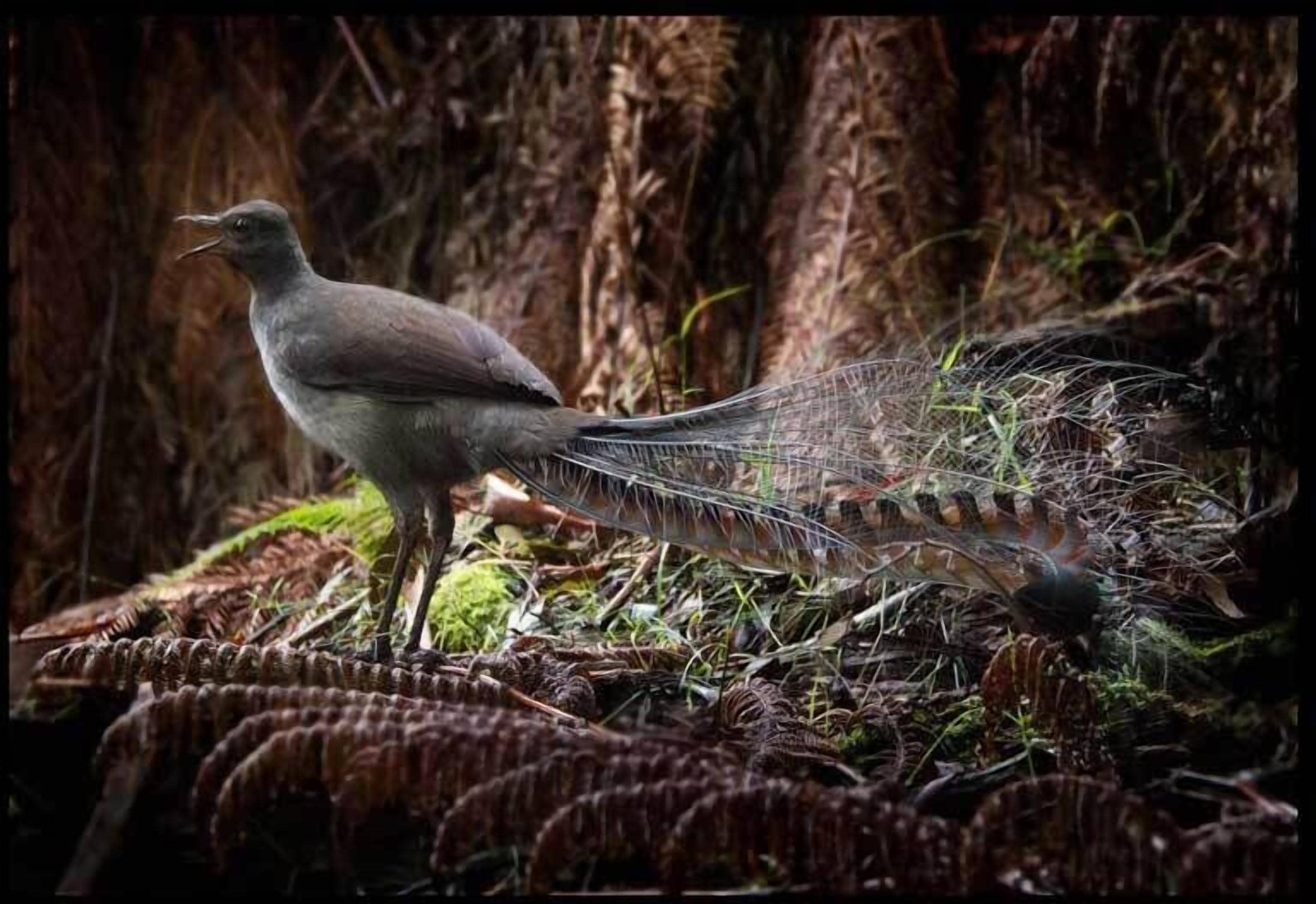 Un pájaro posado sobre un terreno cubierto de musgo, con un bosque al fondo.