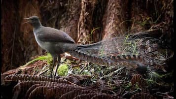 Un pájaro posado sobre un terreno cubierto de musgo, con un bosque al fondo.