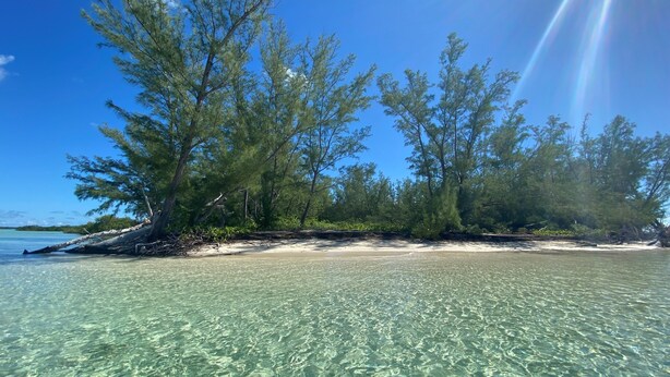 A beach with clear shallow waters, trees, and a sandy shore.