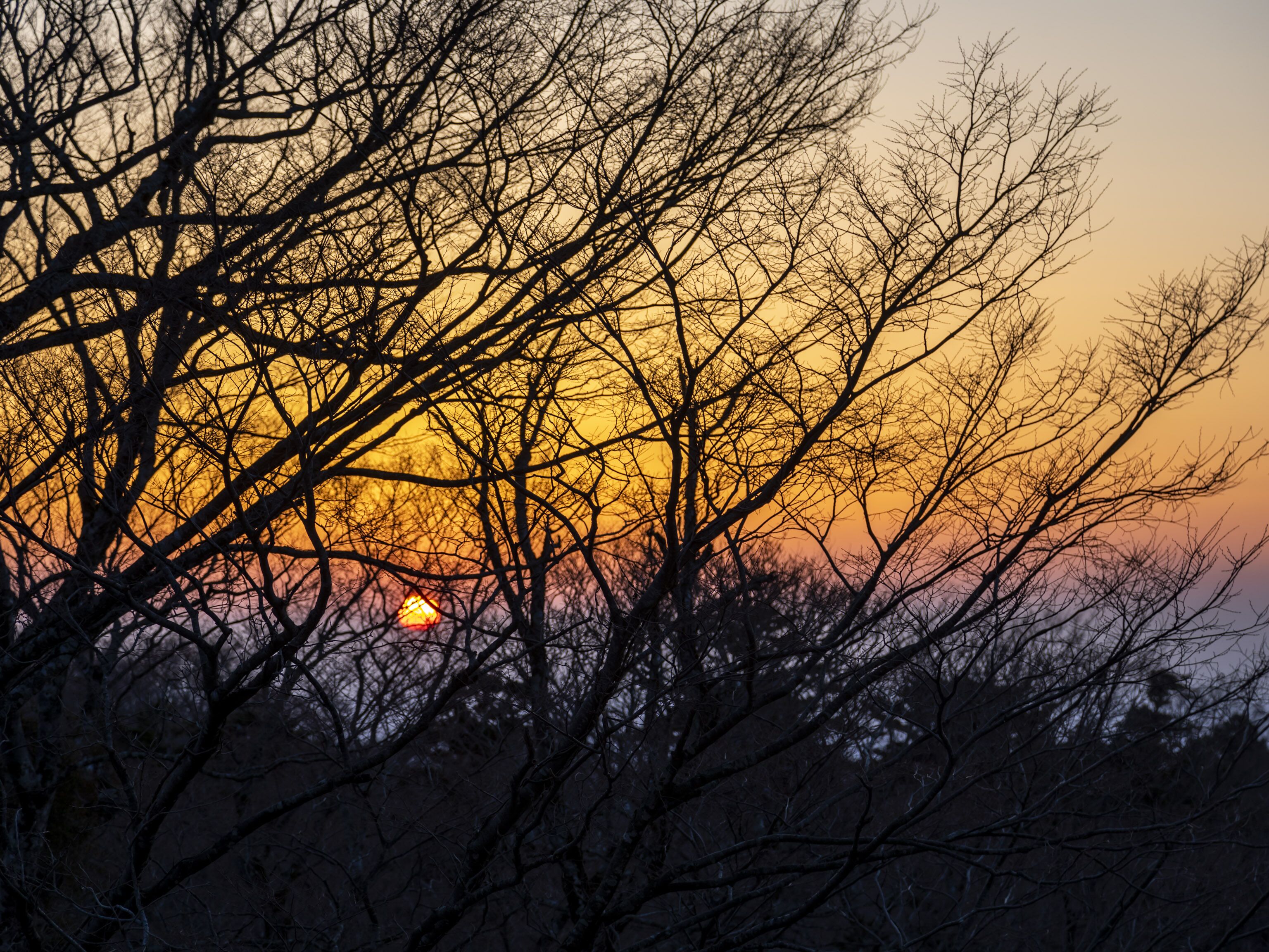 A sunset with silhouetted trees against a colorful sky.