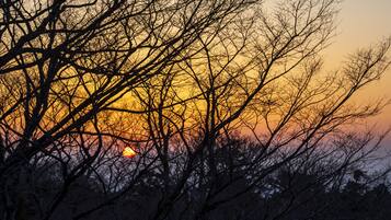 A sunset with silhouetted trees against a colorful sky.
