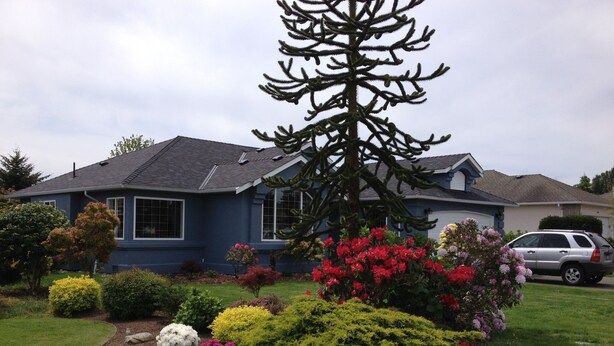 Una casa azul con un jardín bien cuidado, con arbustos y flores variadas.