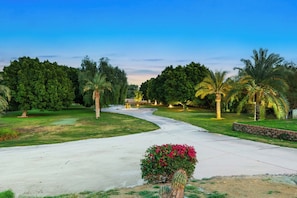 A landscaped driveway leading to a building with a fountain, surrounded by palm trees and a cactus.
