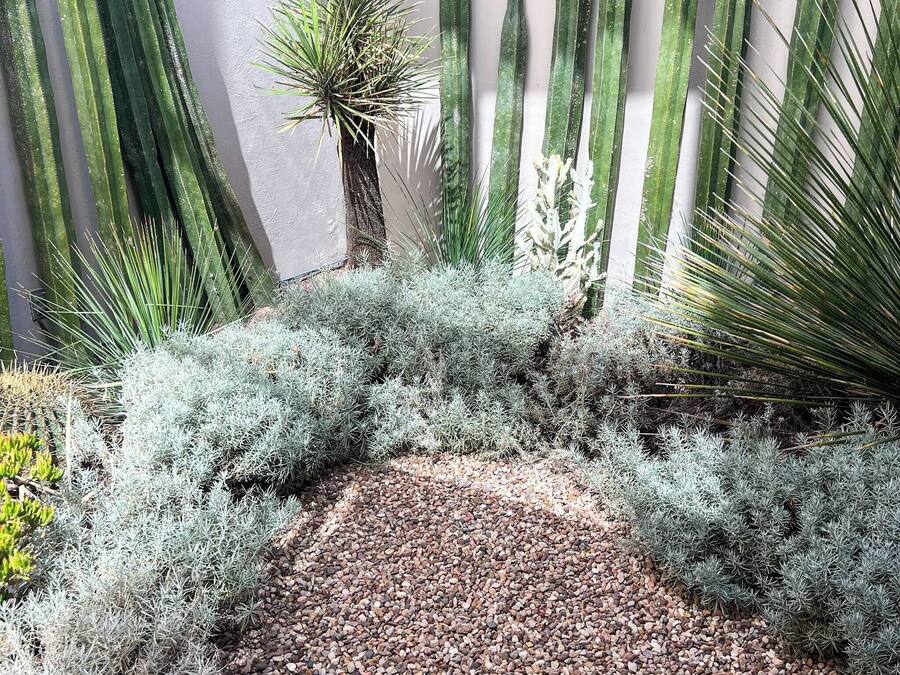 Ein Garten mit verschiedenen Kakteen und Sukkulenten, einem Kiesweg und einer Palme.