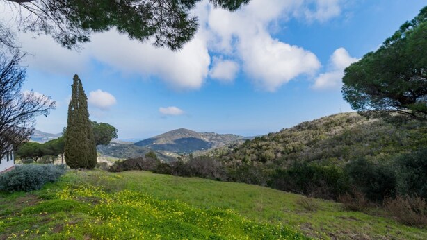 A grassy field with yellow flowers, a tall tree, and a hill with sparse vegetation. - APPARTAMENTI CAMPO AL PERO - CAMPO AL PERO - BILO 2 (Rio dell'Elba)