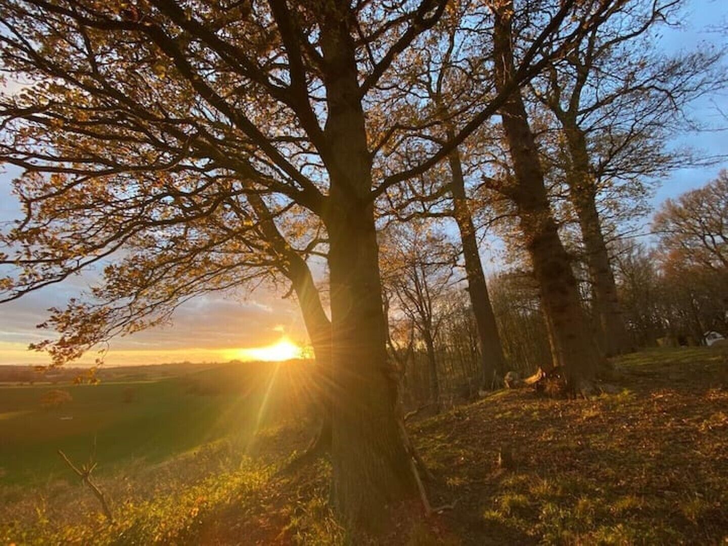 A tree with a clear view of the sun setting behind it.