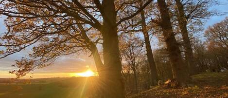 A tree with a clear view of the sun setting behind it.