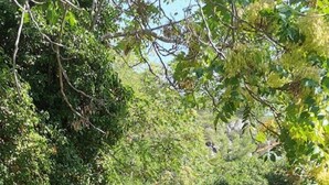Un sentier étroit, recouvert de gravier, bordé d’une végétation luxuriante et de bâtiments résidentiels.