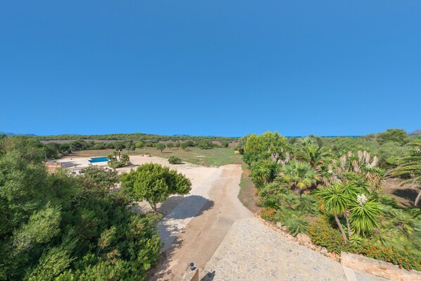 Un sendero conduce a una piscina rodeada de exuberante vegetación y palmeras.