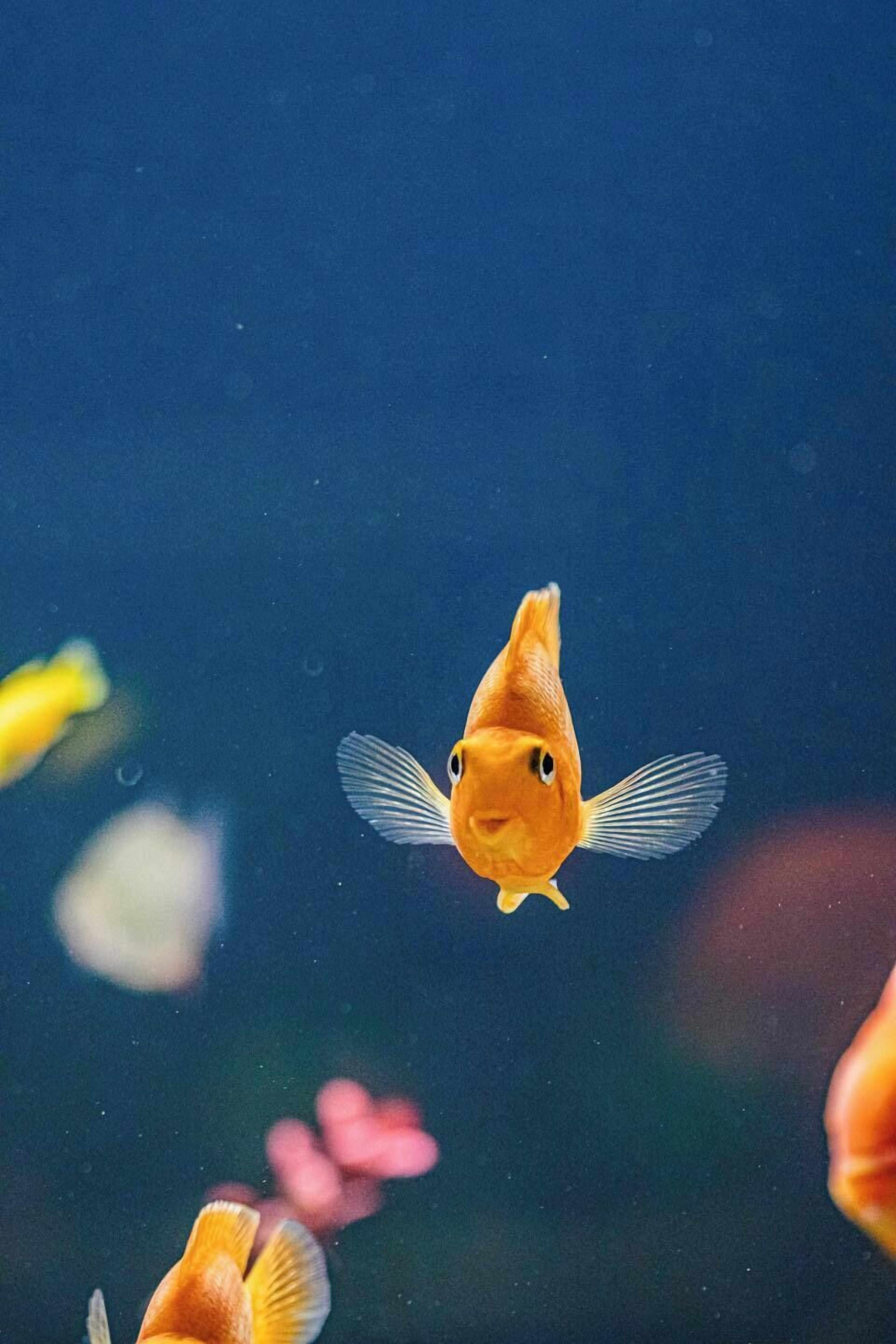 A goldfish swimming in clear water.