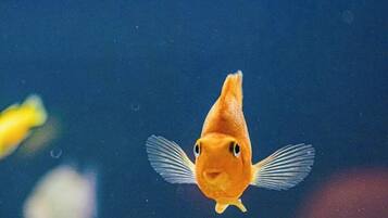 A goldfish swimming in clear water.