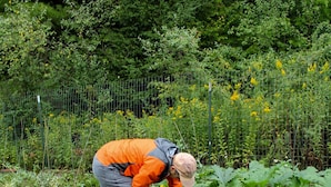 Una persona con una chaqueta naranja trabajando en un jardín con diversas plantas y una cerca al fondo.