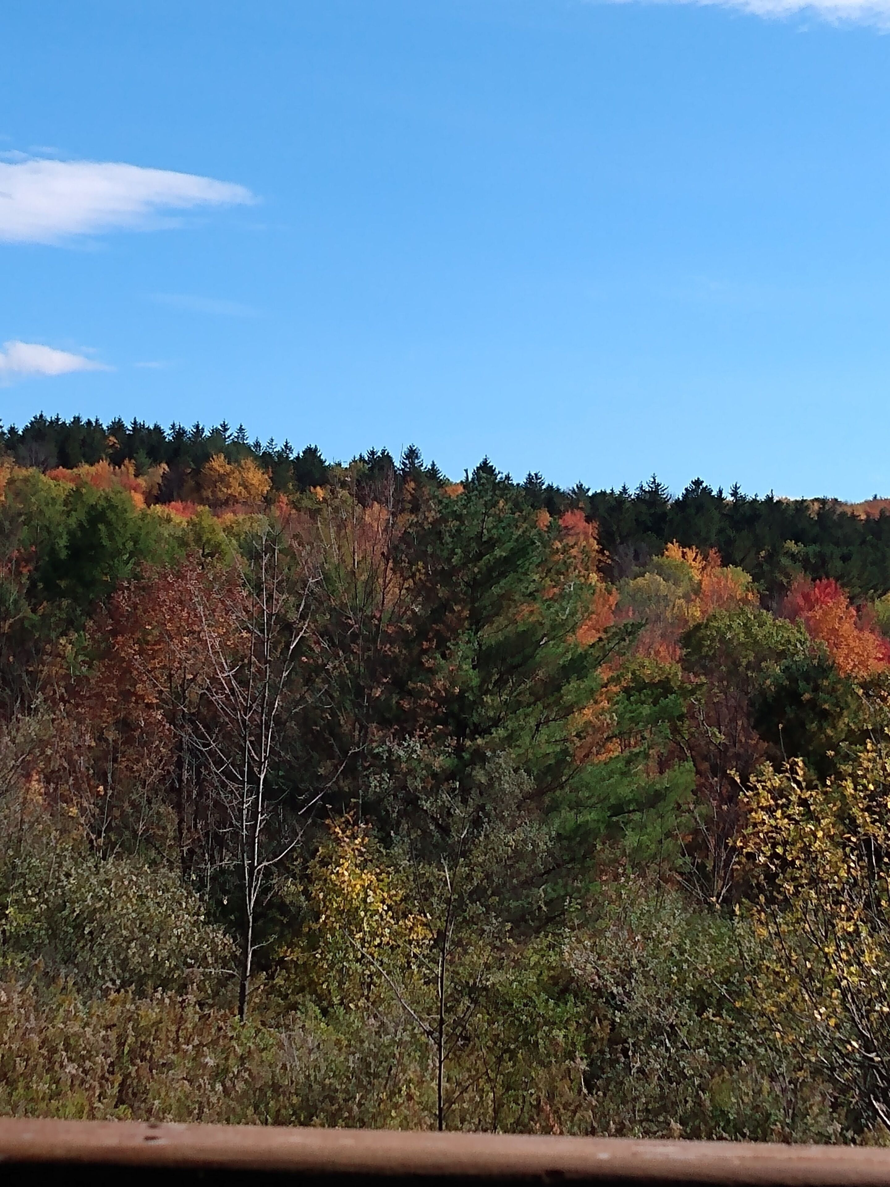 Een bebost glooiend landschap met herfstkleuren.