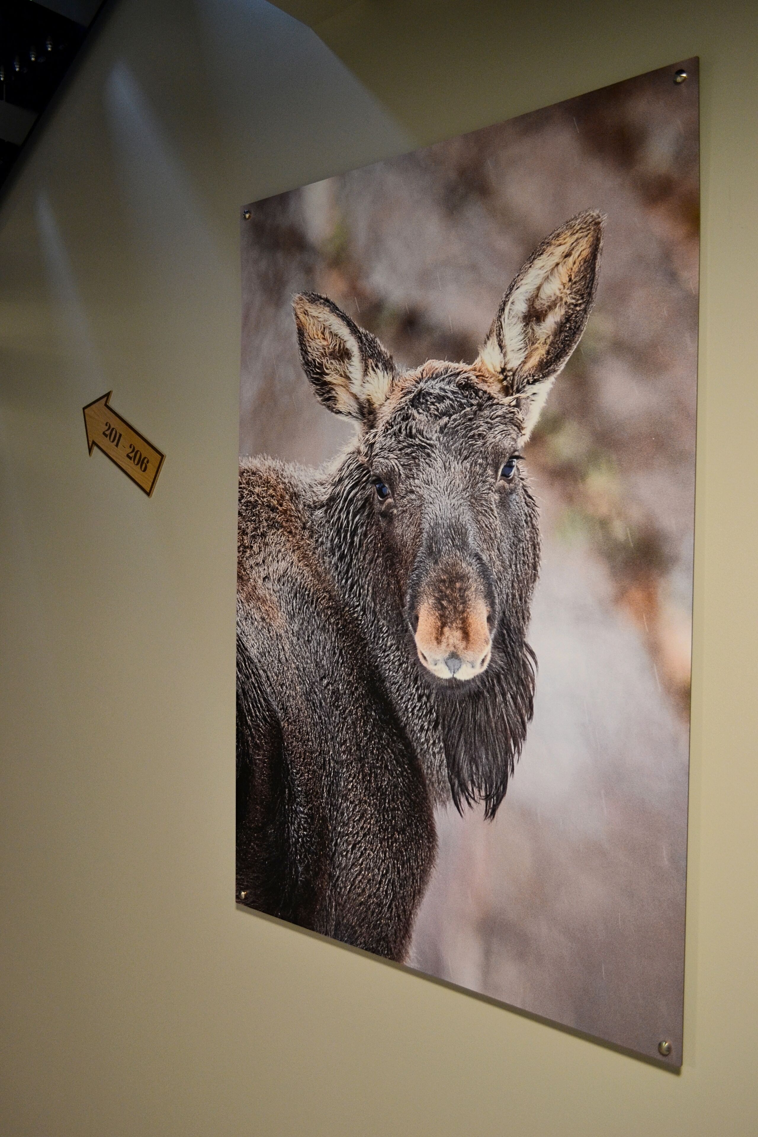 A framed photograph of a donkey on a wall.