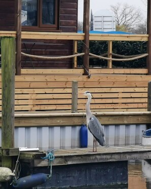 A wooden deck with a railing, a bird on the deck, and a building in the background.