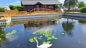Une jetée en bois, avec un cygne et un canard nageant dans un étang parsemé de nénuphars.