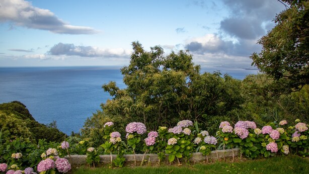 Een tuin met hortensia's, een stenen muur en uitzicht op de oceaan.