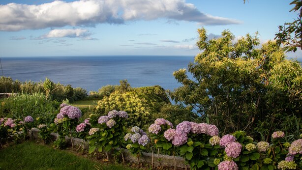 Een tuin met hortensia's en uitzicht op zee.