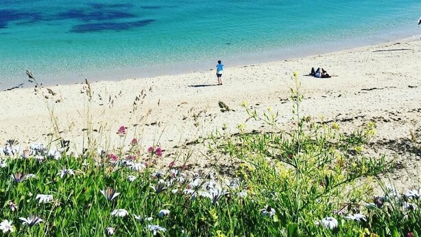 Une plage avec une eau turquoise et limpide, une personne debout et quelques fleurs au premier plan.