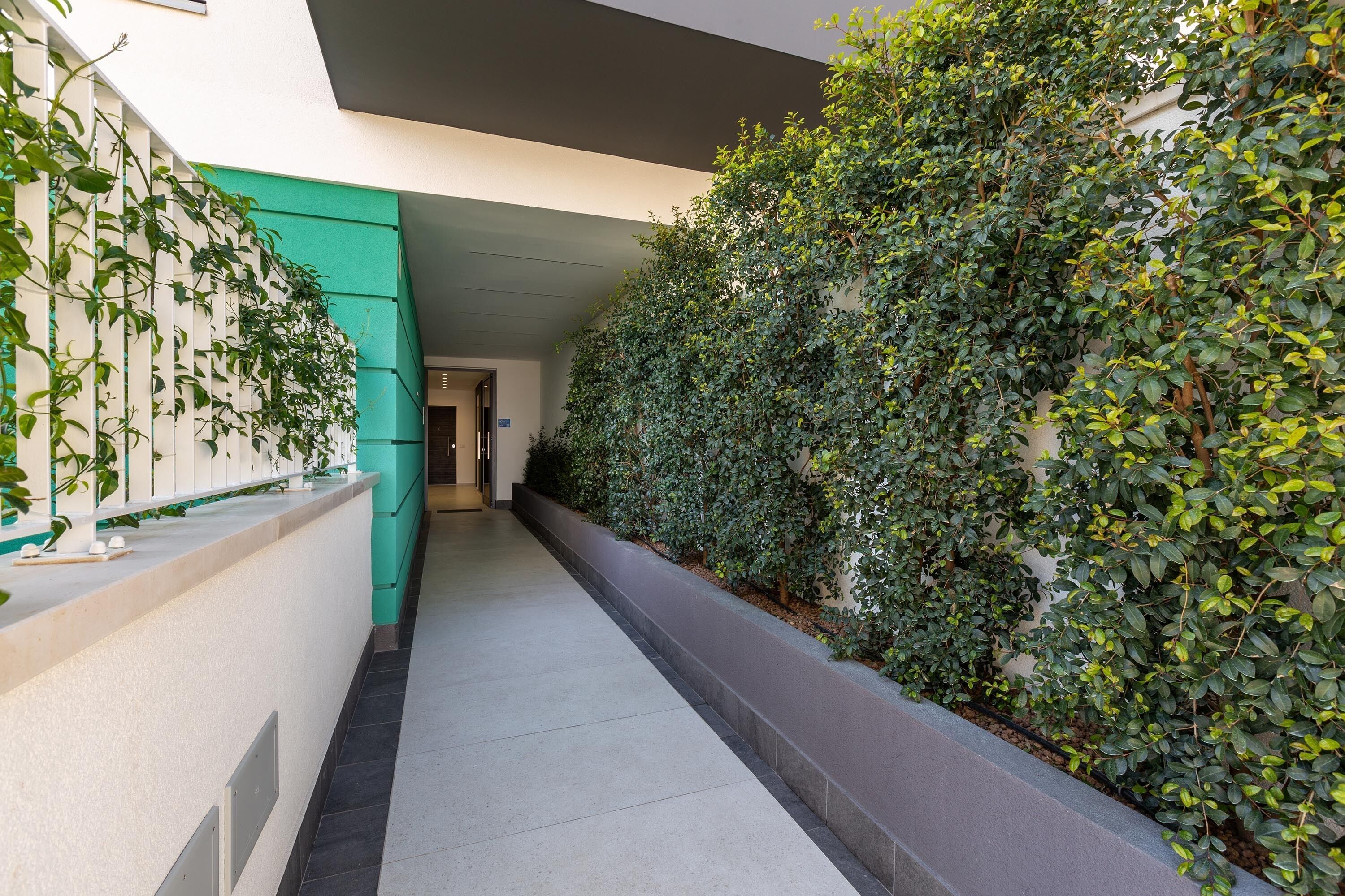 A corridor with a green wall on the left and a dense hedge on the right.