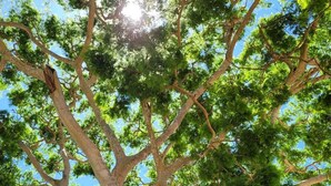 Un arbre alt amb una vista clara de les seves branques i fulles davant d'un cel blau.