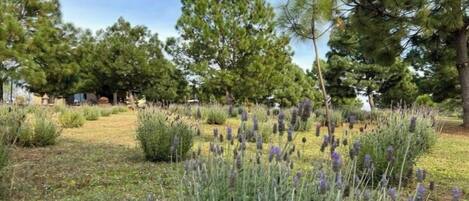 Área da propriedade