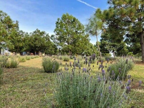 Cabin No.8 Mazamitla Forest Gate.