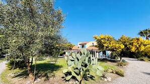 A building with a tiled roof, a cactus in the foreground, and a tree with yellow flowers.