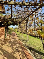 Bodega de vino