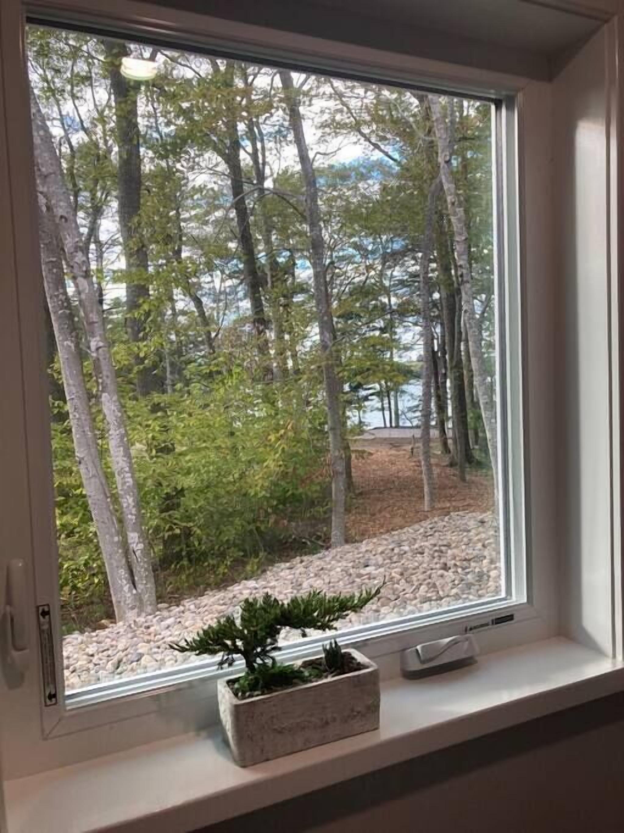 Una ventana con vistas a un bosque y una pequeña planta en maceta en el alféizar.