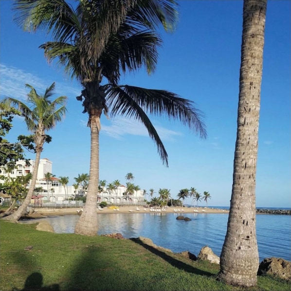 A coastal scene with palm trees, a beach, and a body of water.