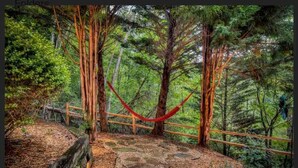 A hammock between trees in a forested area with a wooden fence and stone steps. - Mystic Creek Retreat (next to Blue Ridge) (Mineral Bluff)