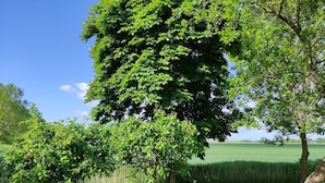 A grassy field with trees and a clear sky. - Haus im Seewind IV, 70 sqm - country house with large garden, near Friesenstrand (Butjadingen)