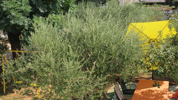Um jardim com diversas plantas e uma estrutura amarela.