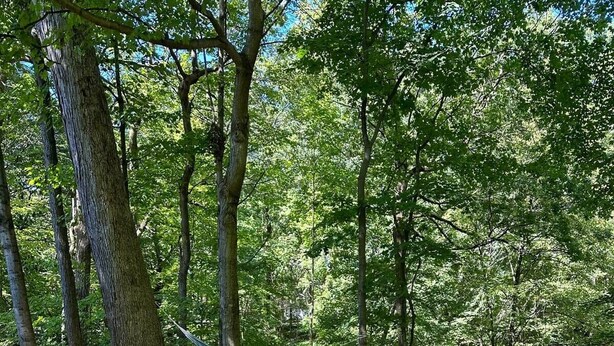 Un espace extérieur aménagé avec des sièges à l’ombre, comprenant des fauteuils Adirondack et une table en pierre, le tout entouré d’arbres.