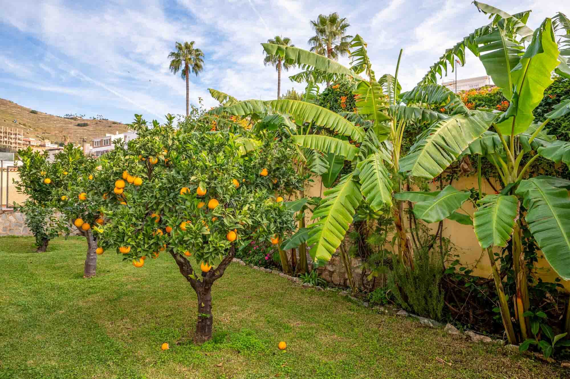 A garden with orange trees and banana plants.
