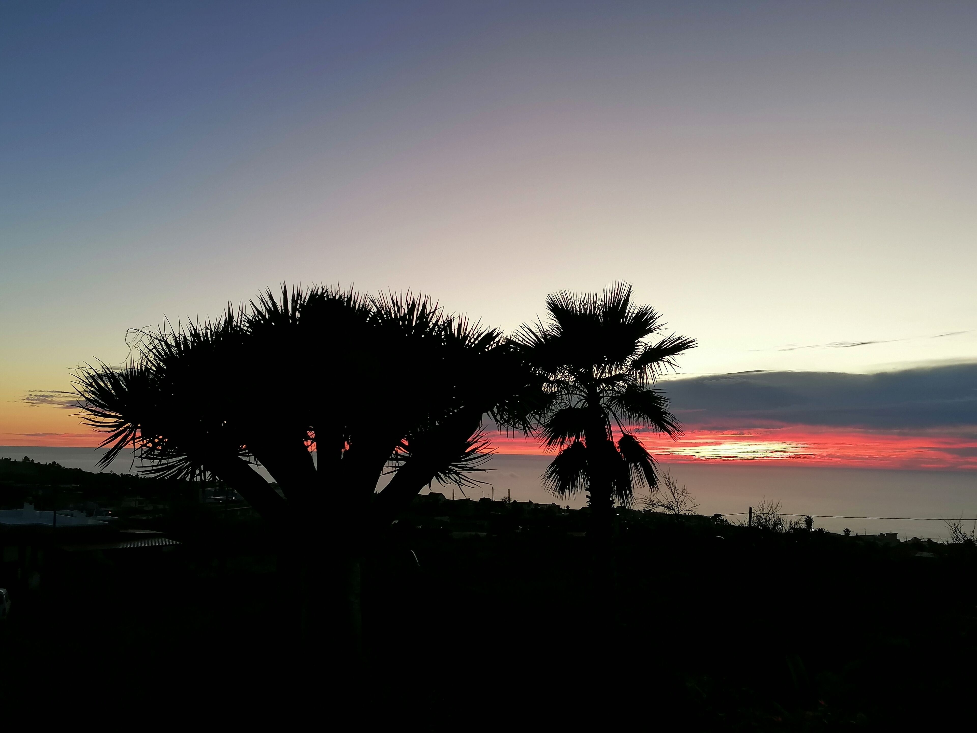 Silueta de una palmera contra un cielo de atardecer.