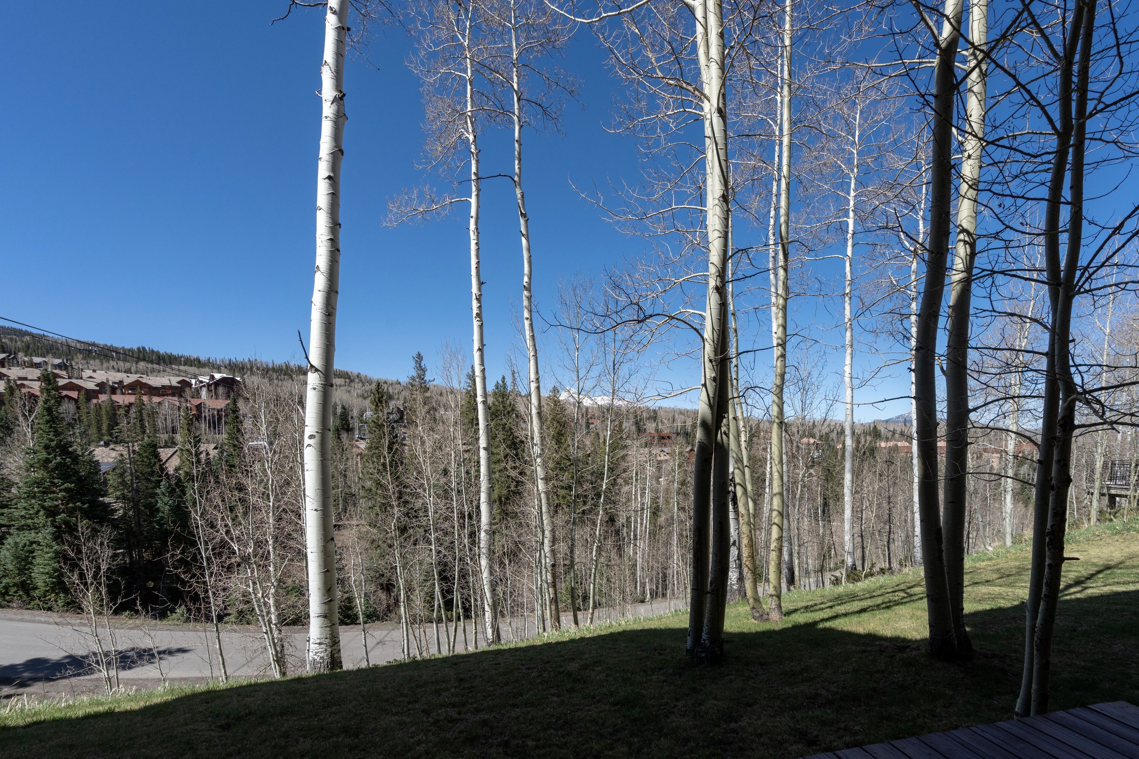A row of birch trees in a park setting with a clear sky.