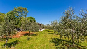 Un paysage rural avec des oliviers, un bâtiment en pierre et un ciel bleu dégagé.