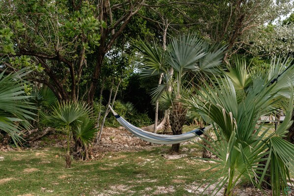 A hammock suspended between trees in a lush garden with various tropical plants.